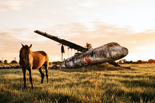 迷人的板栗马在日落时在现场坠毁的飞机附近 · 免费素材图片