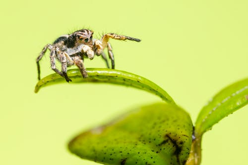 一只蜘蛛在绿叶上的宏观照片 · 免费素材图片