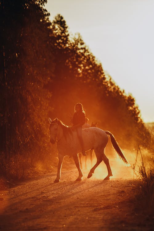 日落期间农村匿名马术骑马 · 免费素材图片