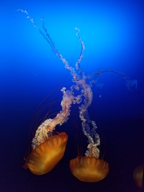 壮观的chrysaora Fuscescens漂浮在蔚蓝的大海 · 免费素材图片