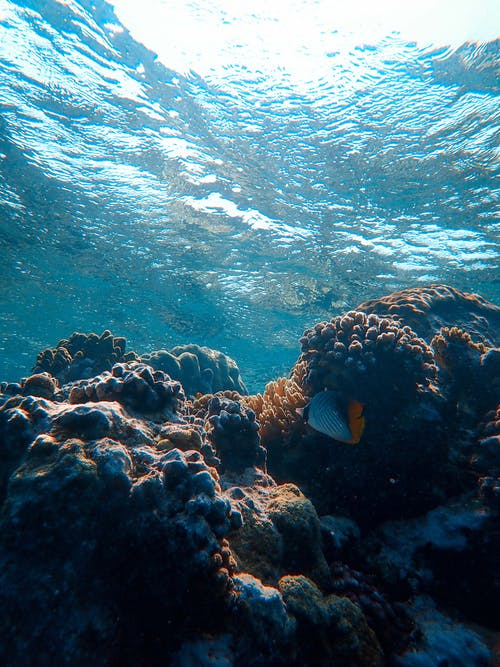 水下海珊瑚礁 · 免费素材图片