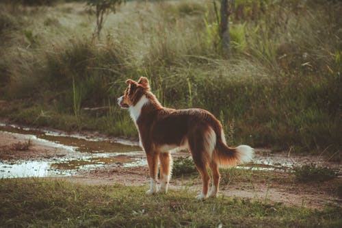 纯种的平静狗在树林里的草地上 · 免费素材图片
