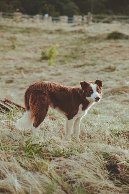 在农村的草地上的纯种狗 · 免费素材图片