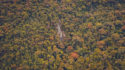 枝繁叶茂的偏远瀑布 · 免费素材图片