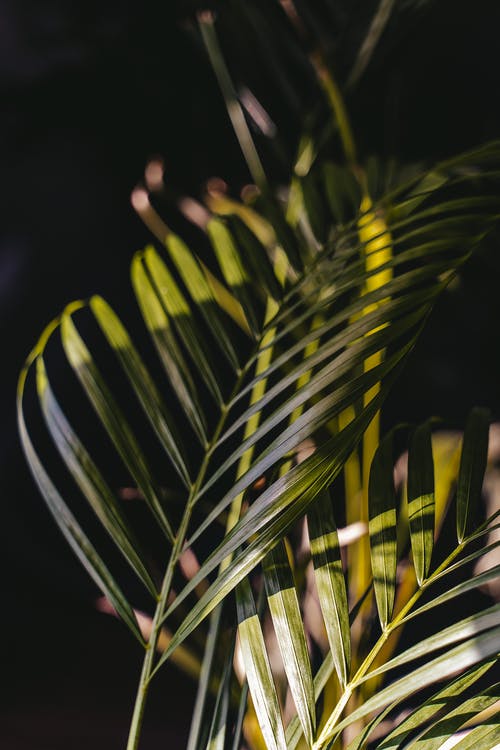 阳光中的异国植物分支 · 免费素材图片