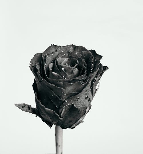 玫瑰花朵的灰度照片 · 免费素材图片