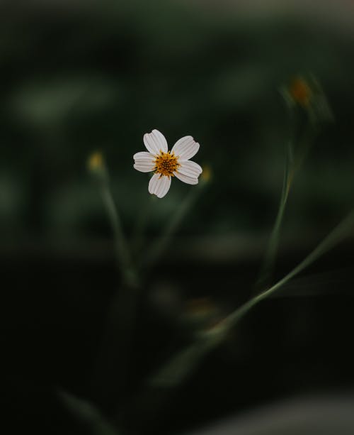 移轴镜头中的白花照片 · 免费素材图片