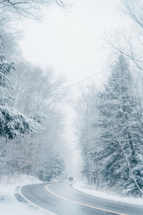 树木被雪覆盖的灰度照片 · 免费素材图片