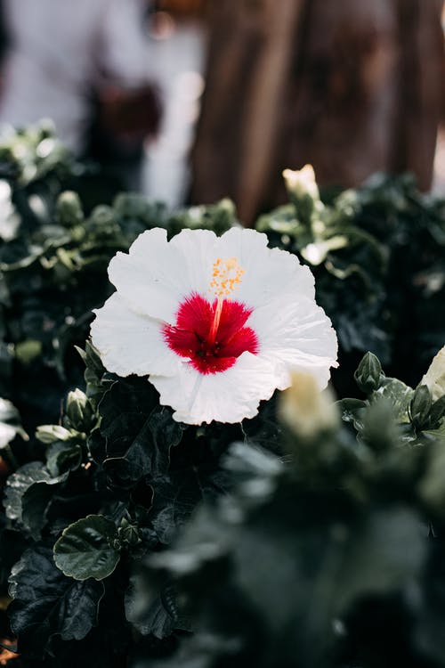花园里的美丽的白色芙蓉花 · 免费素材图片