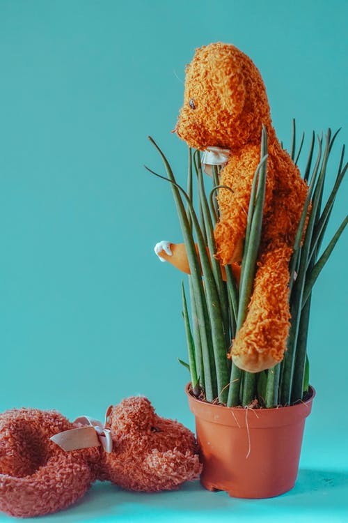 棕色泰迪熊 · 免费素材图片