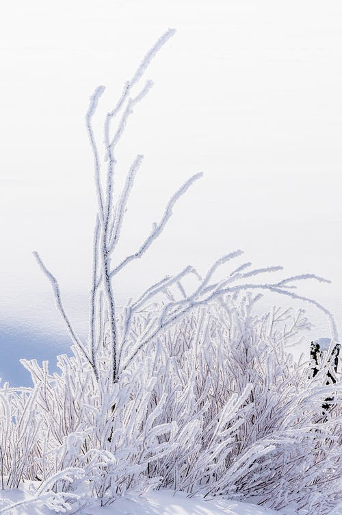 有关ICEE, 下雪的, 下雪的天气的免费素材图片