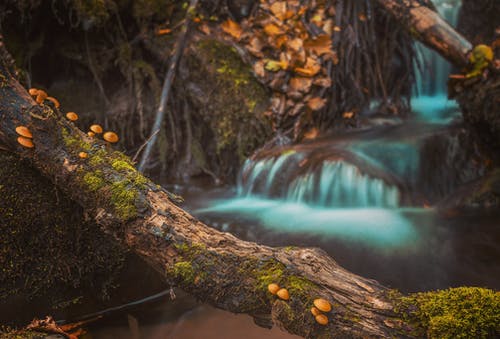 蘑菇上棕色树日志 · 免费素材图片