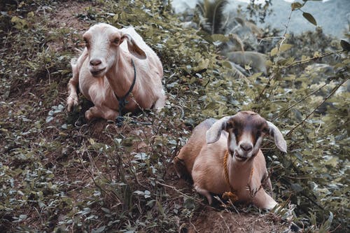 棕色和白色山羊在棕色和绿色的草地上 · 免费素材图片