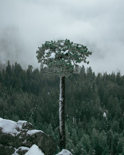 雪盖岩石旁边的绿树 · 免费素材图片