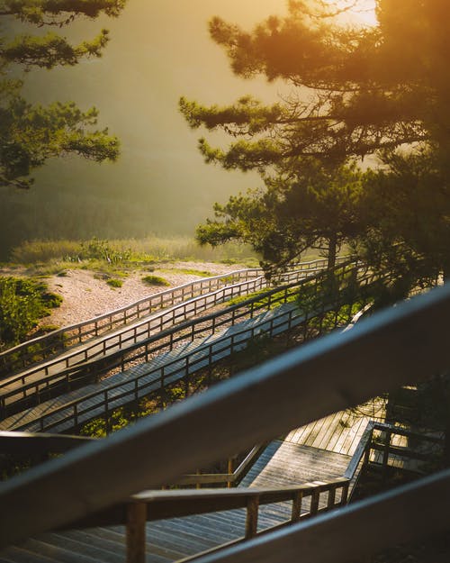 阳光下的绿树和灰色金属栏杆 · 免费素材图片