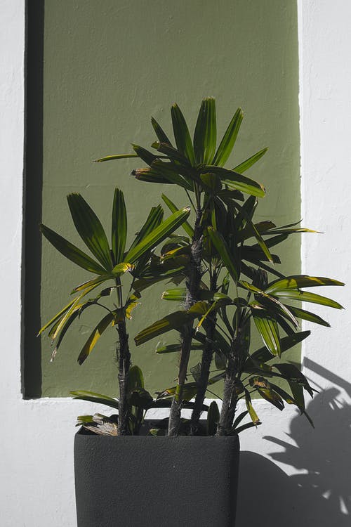 黑锅上的绿色的植物 · 免费素材图片