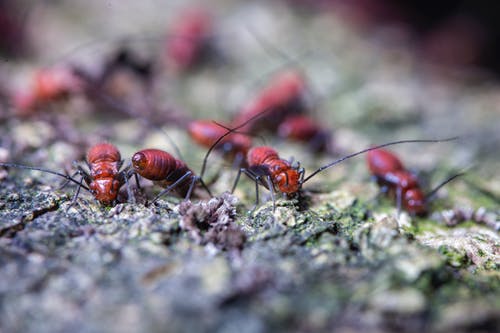 在长满苔藓的地形上爬行的危险蚂蚁殖民地 · 免费素材图片