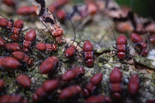 白蚁在动物园里吃死了的蝴蝶 · 免费素材图片