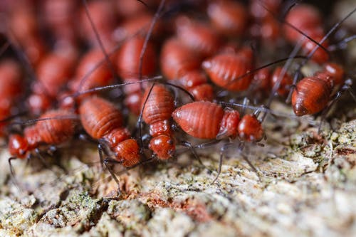 白天在干燥的地形上爬行的白蚁的危险殖民地 · 免费素材图片