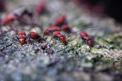 一群蚂蚁探索动物园里长满苔藓的地形 · 免费素材图片
