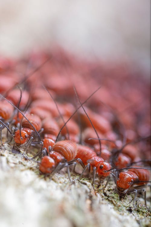 白蚁在干燥的地形上爬行的殖民地 · 免费素材图片