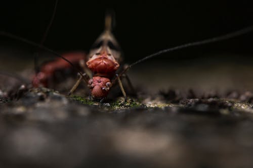 蚂蚁在动物园不平坦的地形上爬行 · 免费素材图片