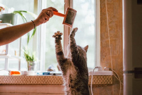 变得面目全非的女人玩逗猫在家里使用梳子 · 免费素材图片