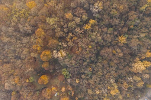 有关天性, 从上面, 森林的免费素材图片