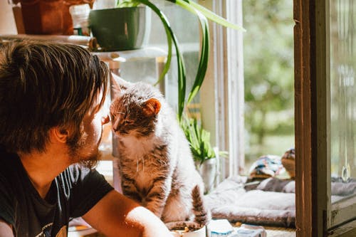 可爱的猫咪在家里的窗台上闻不到认出的大胡子的男人 · 免费素材图片