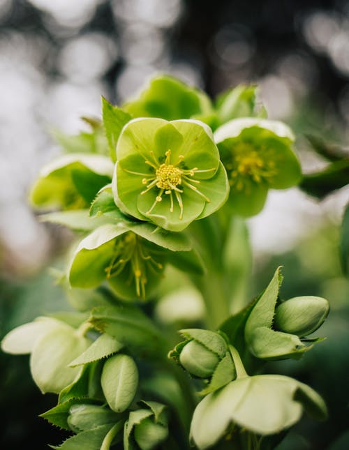 倾斜镜头中的绿色花朵 · 免费素材图片