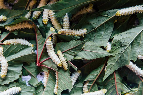 毛毛虫与荆棘吞食绿色的树叶在森林里 · 免费素材图片