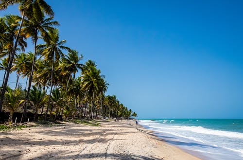 海滩岸边的绿色棕榈树 · 免费素材图片