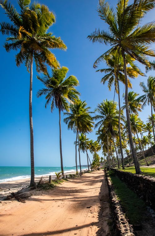 海滩岸边的棕榈树 · 免费素材图片