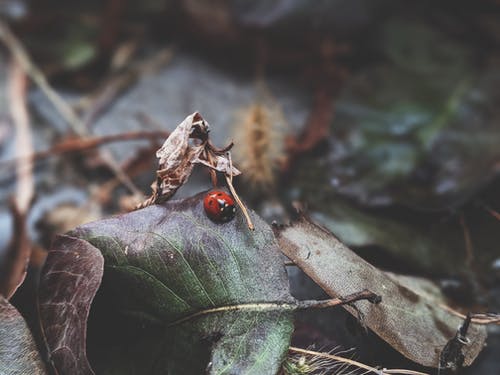 叶上的红色瓢虫 · 免费素材图片