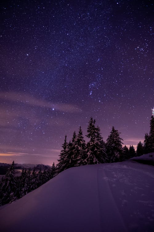 绿松树在白雪覆盖的地面，在夜间的蓝天下 · 免费素材图片