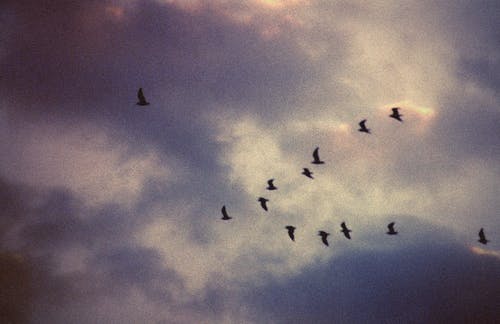 蓝蓝的天空下飞翔的鸟 · 免费素材图片