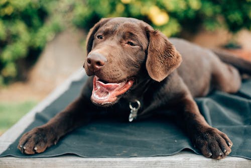 黑色拉布拉多猎犬小狗休息 · 免费素材图片