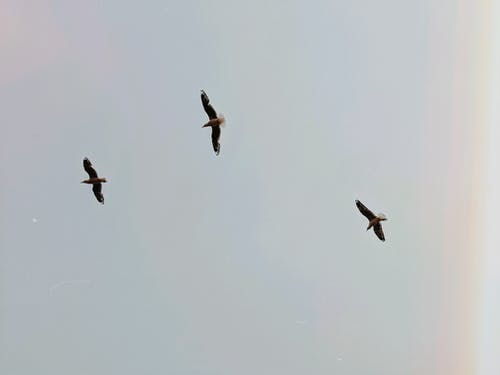 鸟儿在天上飞 · 免费素材图片