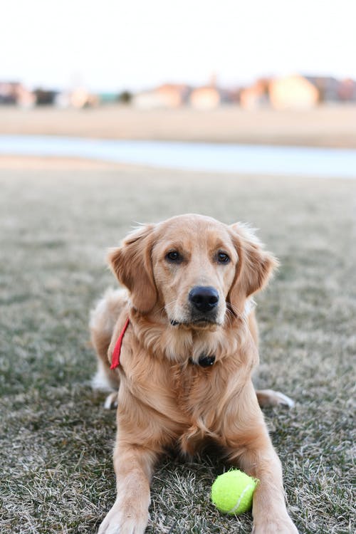 有关动物, 动物摄影, 可爱的免费素材图片