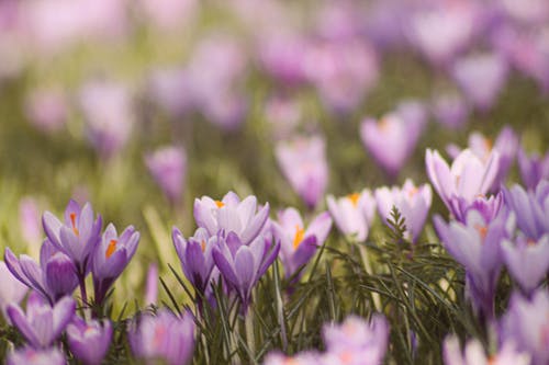 盛开的紫色番红花花 · 免费素材图片