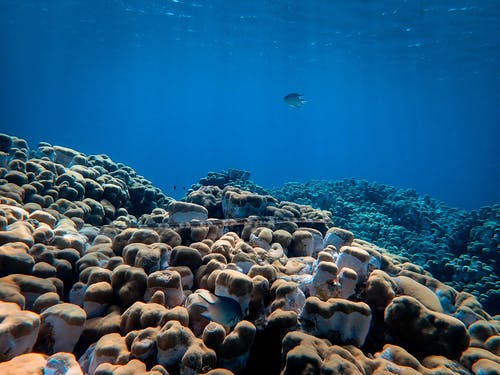 海水鱼在蓝色的水下游泳 · 免费素材图片
