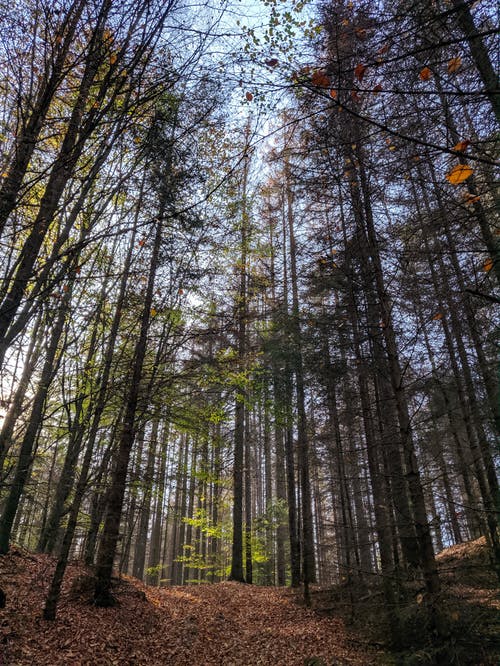 高大的树木，在森林里的照片 · 免费素材图片