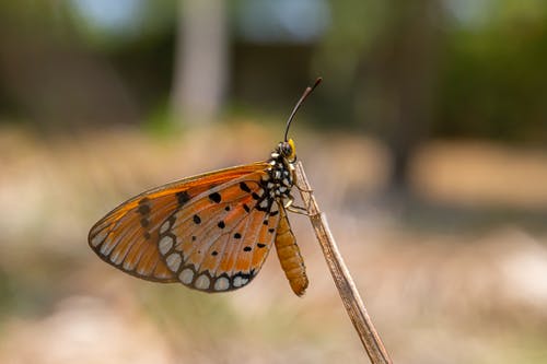 棕色和黑色蝴蝶在棕色茎在倾斜移位透镜 · 免费素材图片