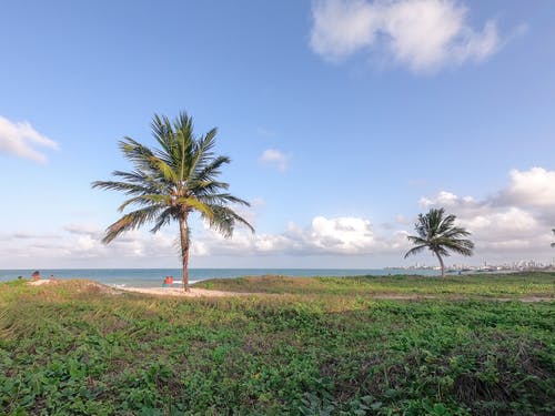 棕榈树在草地上的照片 · 免费素材图片
