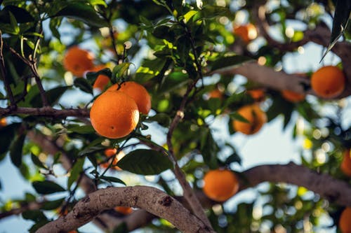 树上的橙色水果 · 免费素材图片