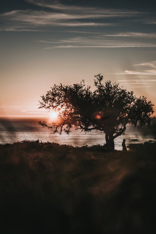 在日落时站在树旁的人的照片剪影 · 免费素材图片