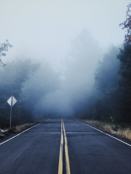 树木之间的灰色混凝土路面覆盖着雾 · 免费素材图片