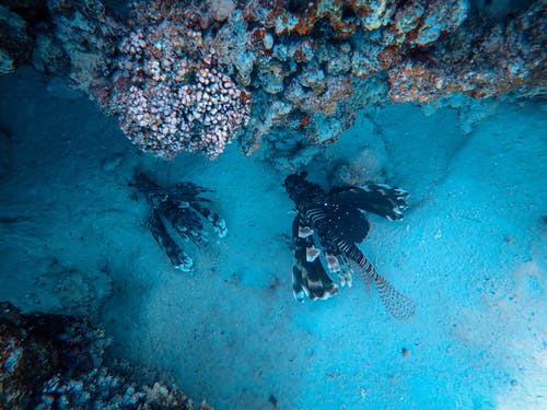 鱼类和珊瑚礁深蓝色的大海 · 免费素材图片