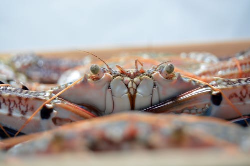 螃蟹的特写照片 · 免费素材图片