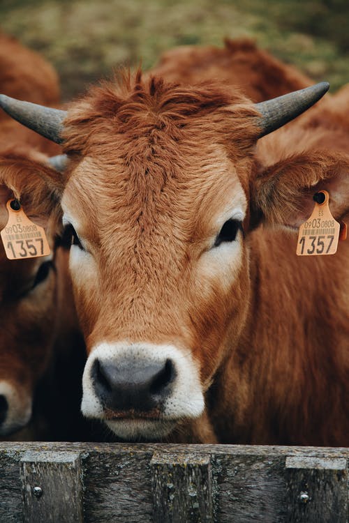 有关公牛, 动物, 可爱的免费素材图片